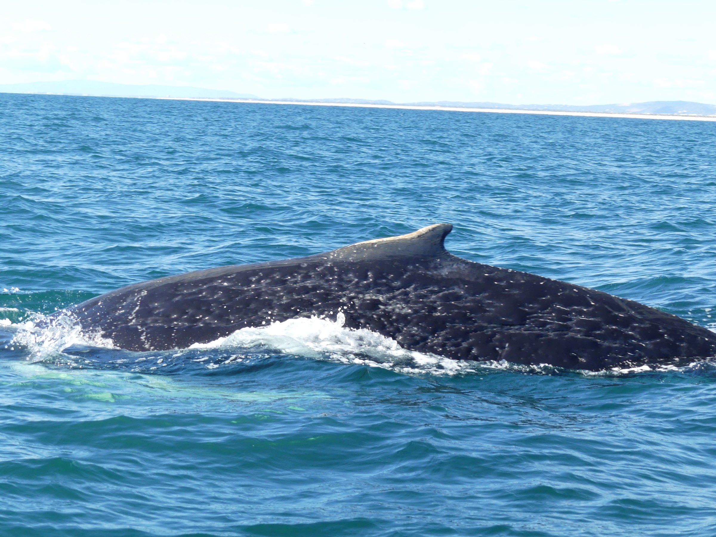 Whale surfacing in open ocean with dorsal fin visible.