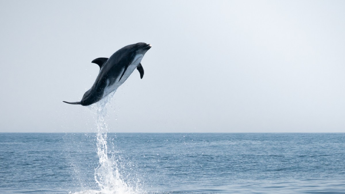 Dolphin leaping out of the water against a clear sky backdrop.