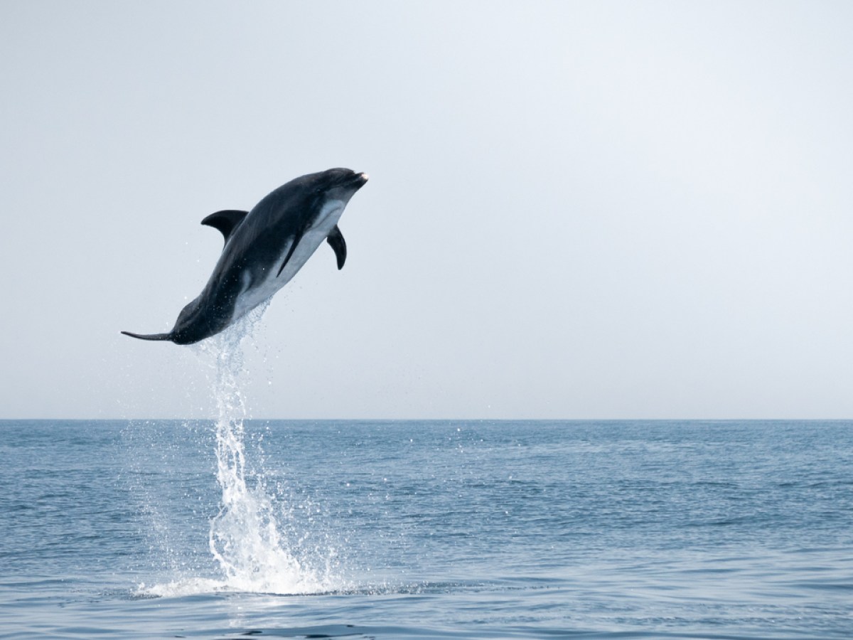 Dolphin leaping out of the water against a clear sky backdrop.