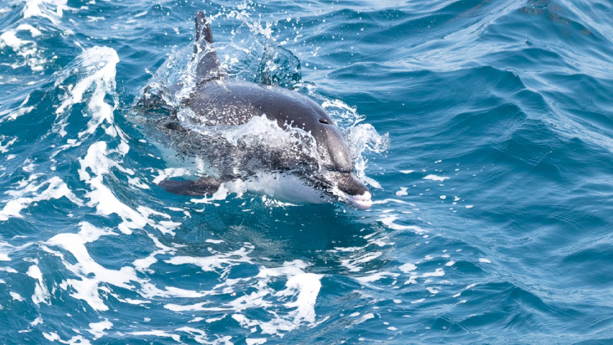 Dolphin swimming and breaking the surface of the ocean.