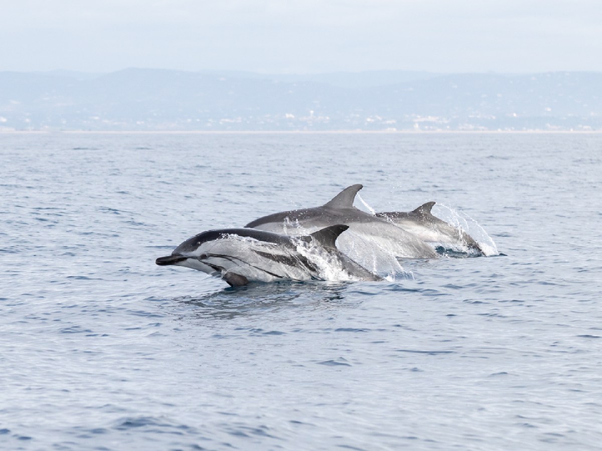 Three dolphins swimming together in the ocean, with distant hills in the background.