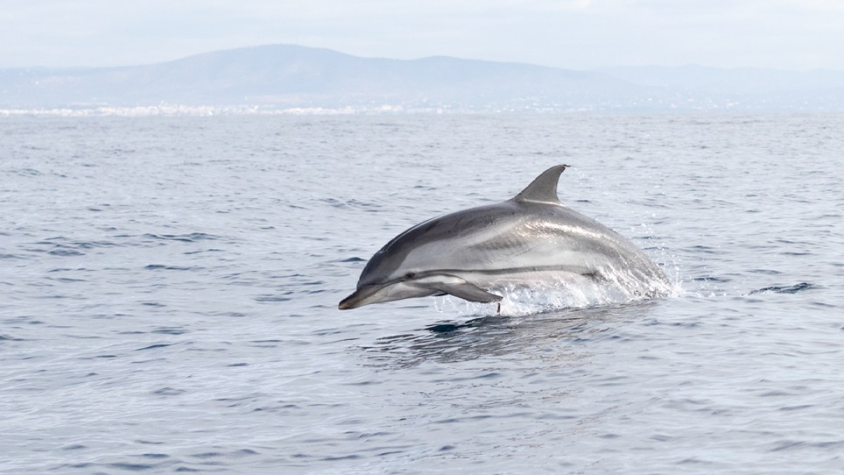 Dolphin leaping out of the water with distant hills in the background.