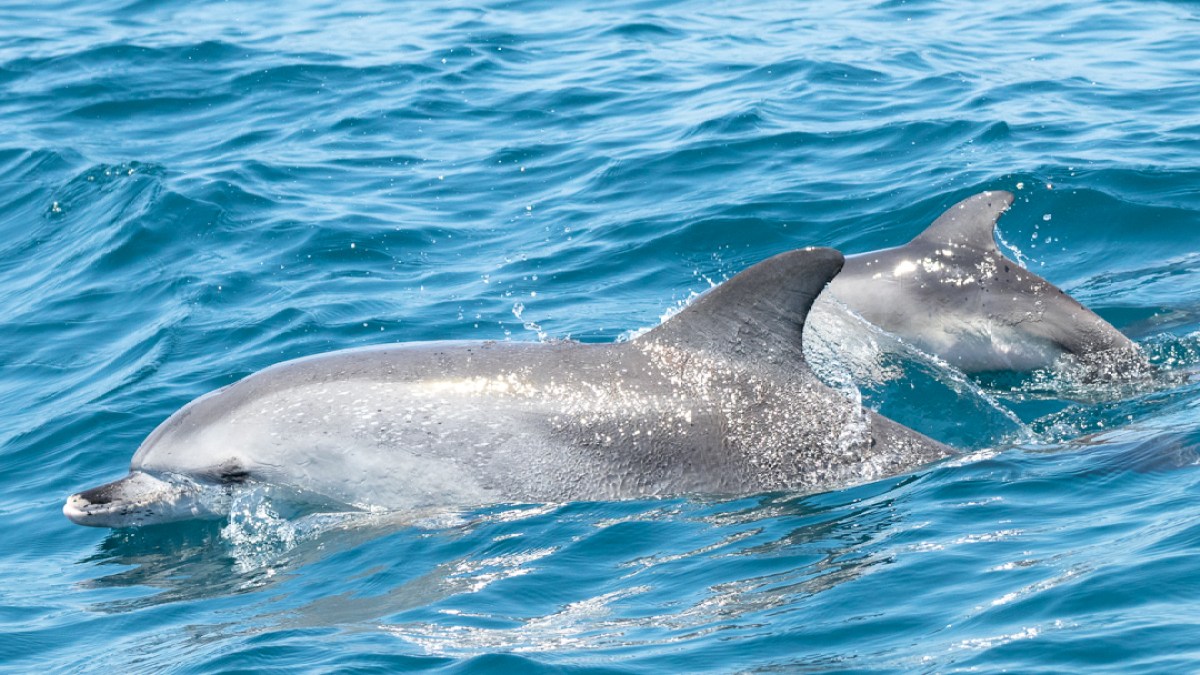 Two dolphins swimming in clear blue ocean water.