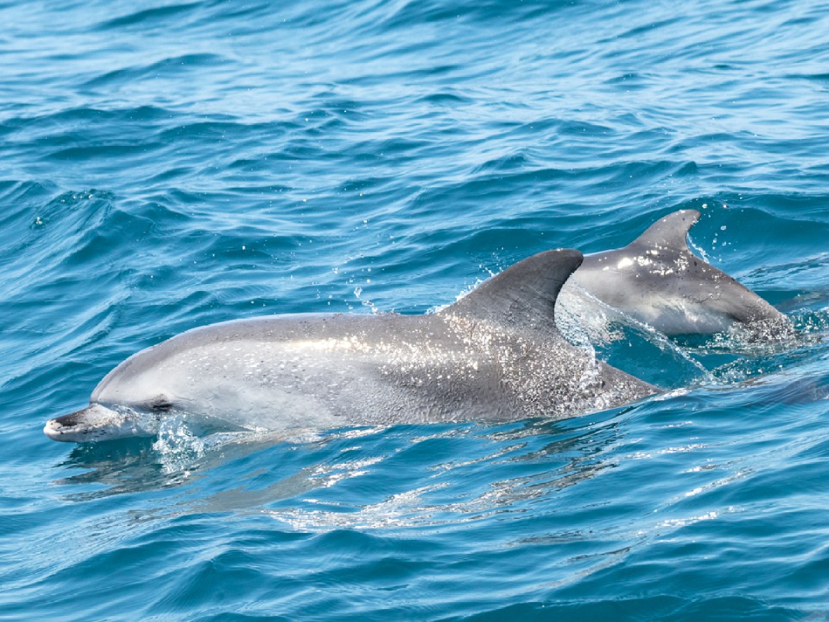 Two dolphins swimming in clear blue ocean water.