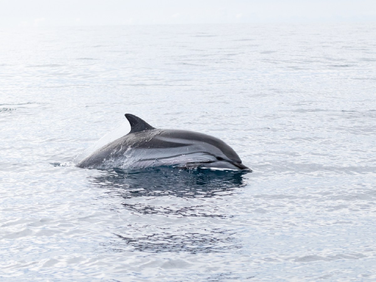 A dolphin surfacing in calm ocean water, dorsal fin visible.