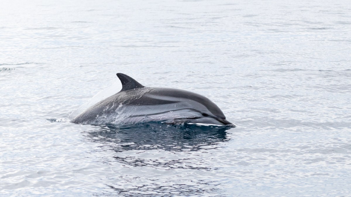 A dolphin swimming on the surface of a calm ocean.