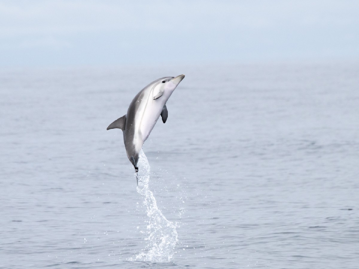 Dolphin leaping out of the water with a clear sky backdrop.