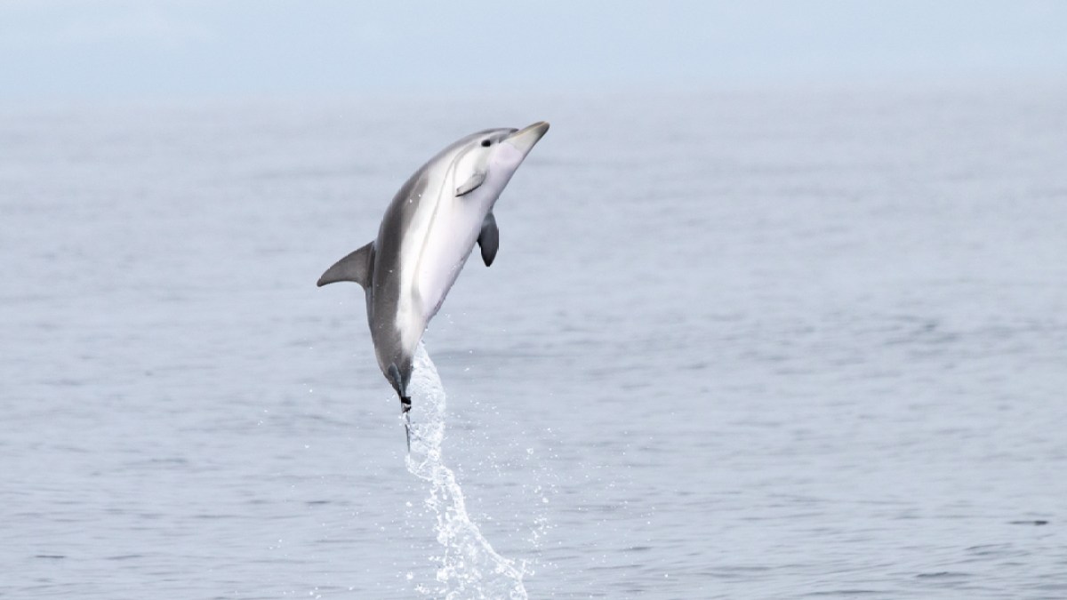 Dolphin leaping out of the ocean, with water splash visible below.