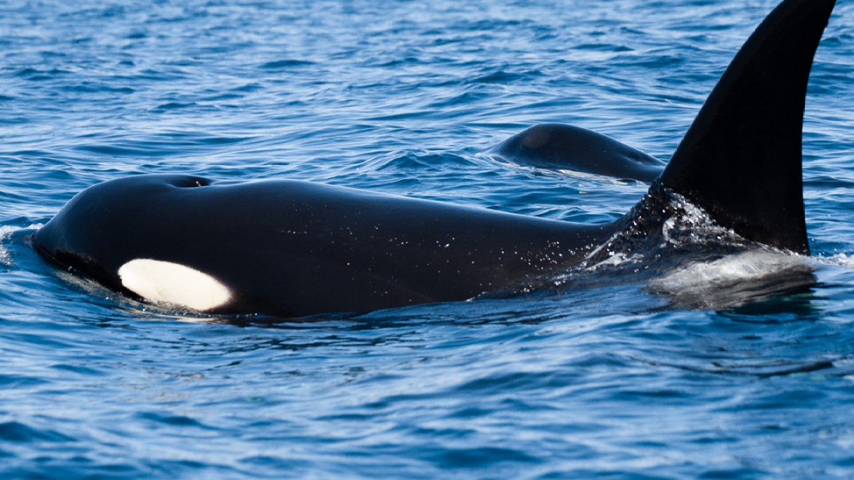 Orca swimming in the ocean, showing its dorsal fin and distinctive black and white coloring.