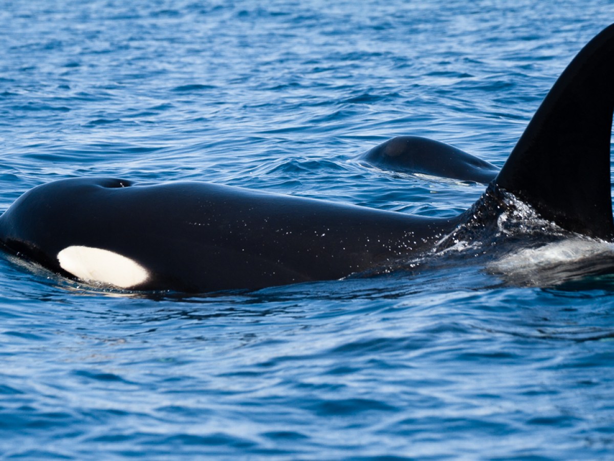 Orca swimming in the ocean, showing its dorsal fin and distinctive black and white coloring.