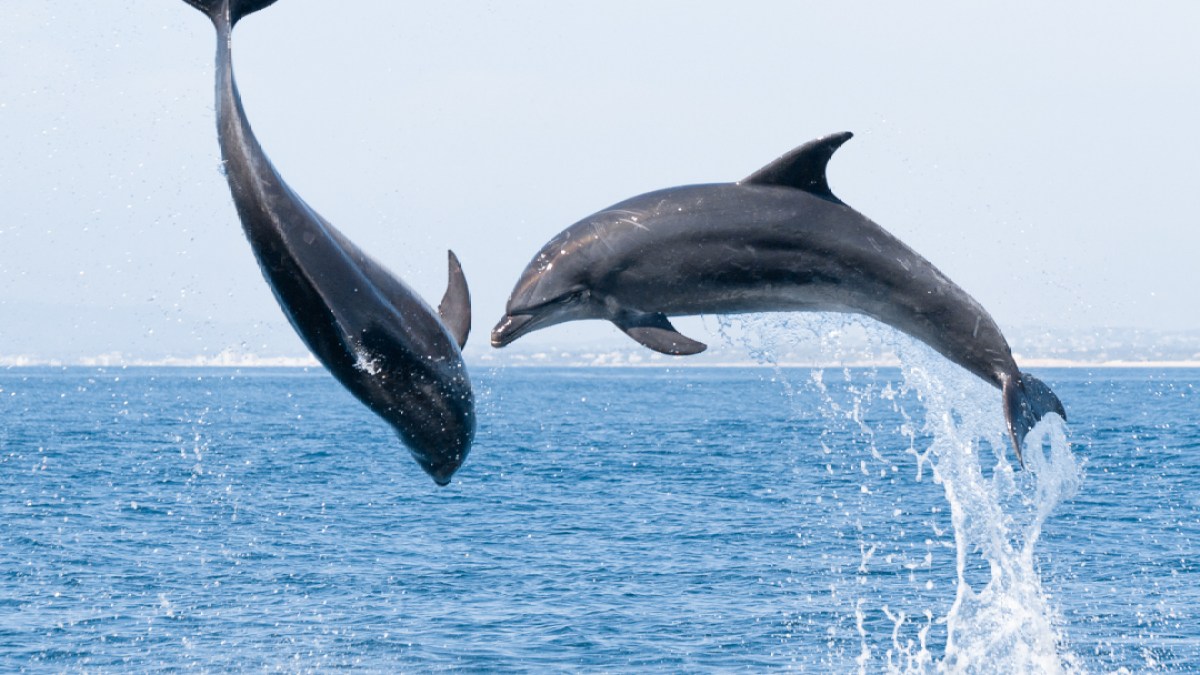 Two dolphins leaping out of the ocean with a clear blue sky background.