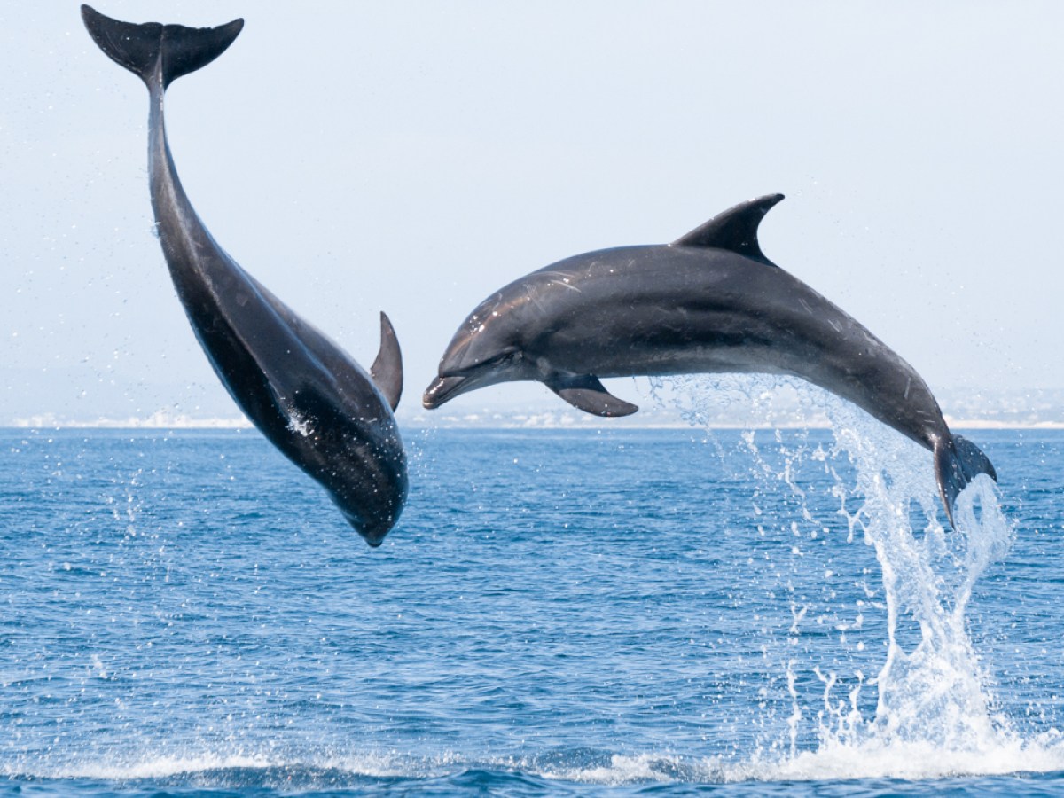 Two dolphins leaping out of the ocean with a clear blue sky background.