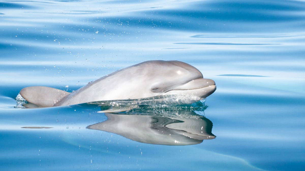 Dolphin surfacing in calm blue water with reflection visible.