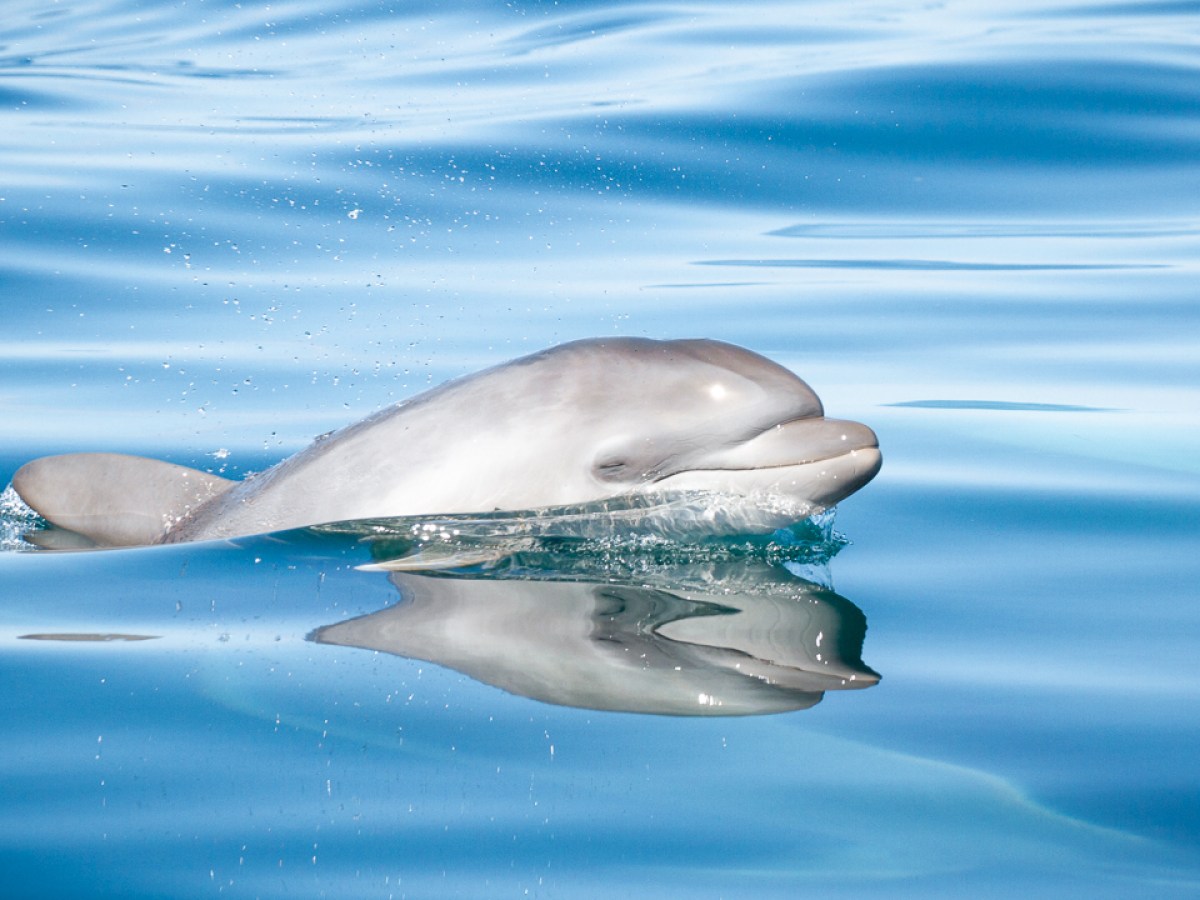 Dolphin surfacing in calm blue water with reflection visible.