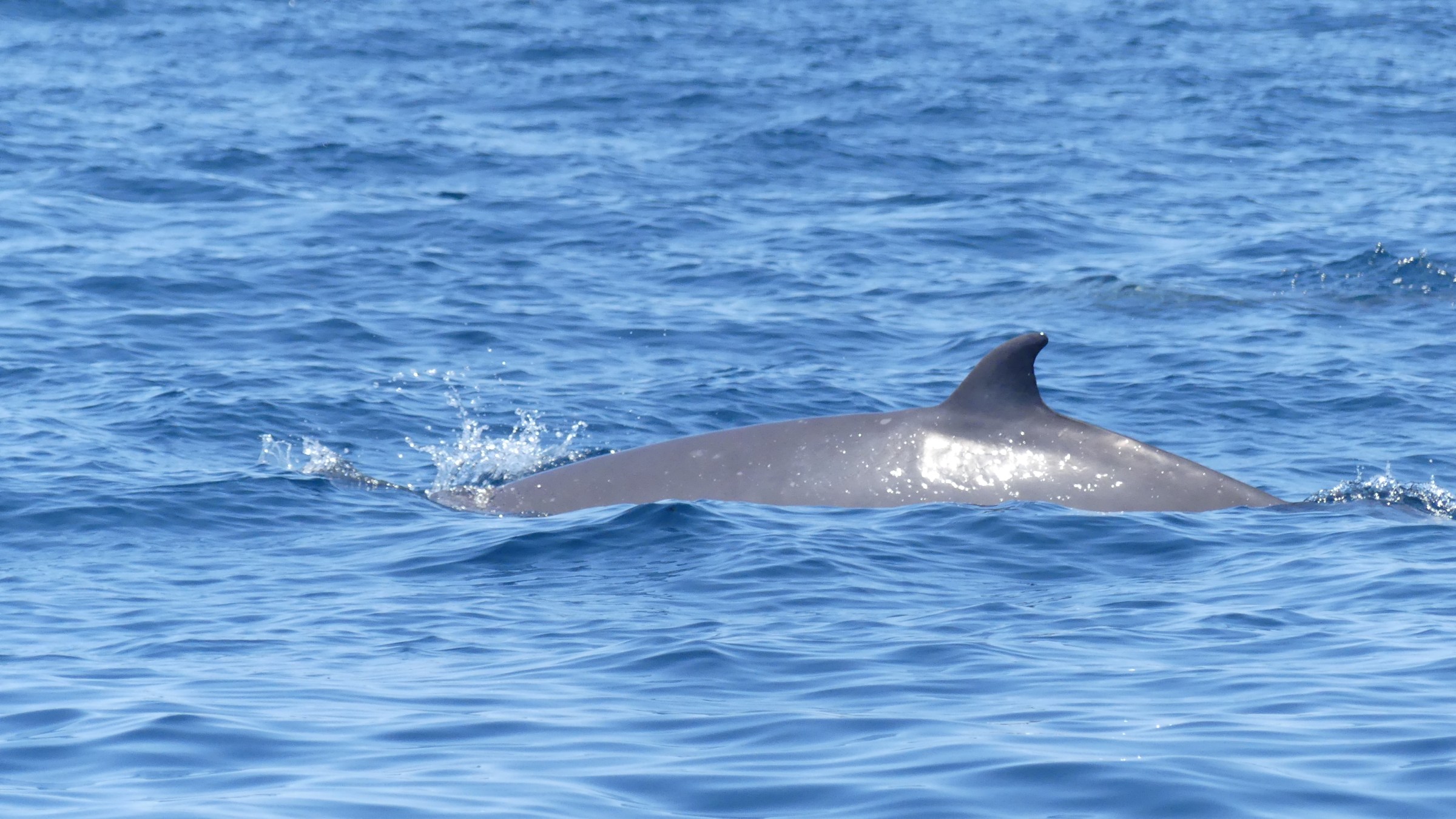 A dolphin fin and back emerging from the ocean.