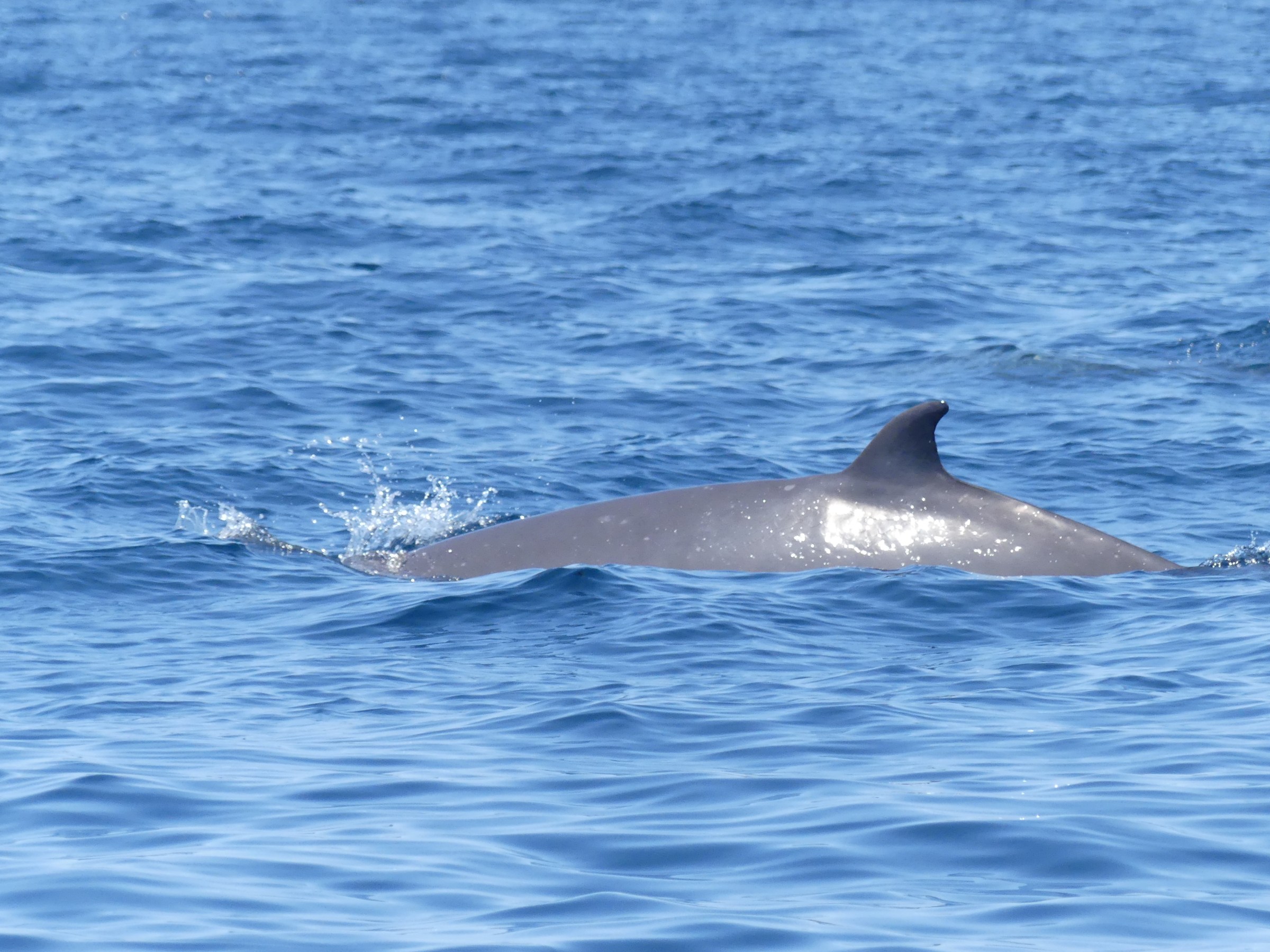 A dolphin fin and back emerging from the ocean.