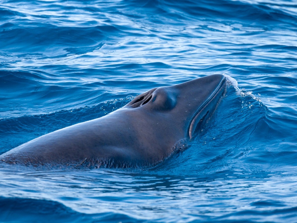 Close-up of a whale's head emerging from the ocean surface with visible blowhole.