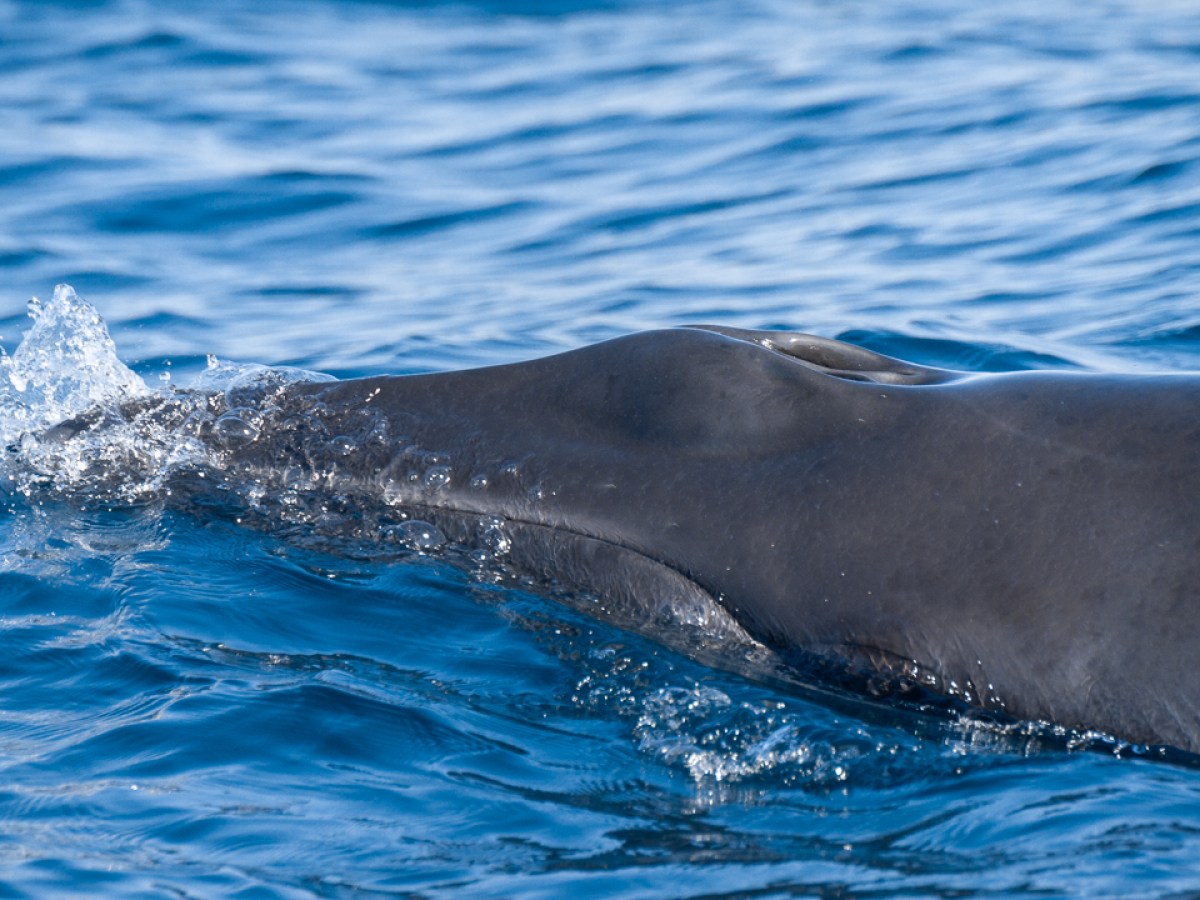 Close-up of a whale surfacing with water splashing, showing its blowhole and smooth gray skin.
