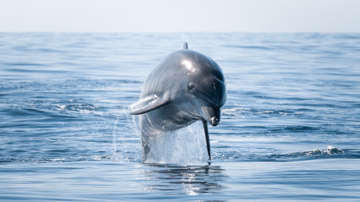 Dolphin leaping out of the water with ocean background on a sunny day.