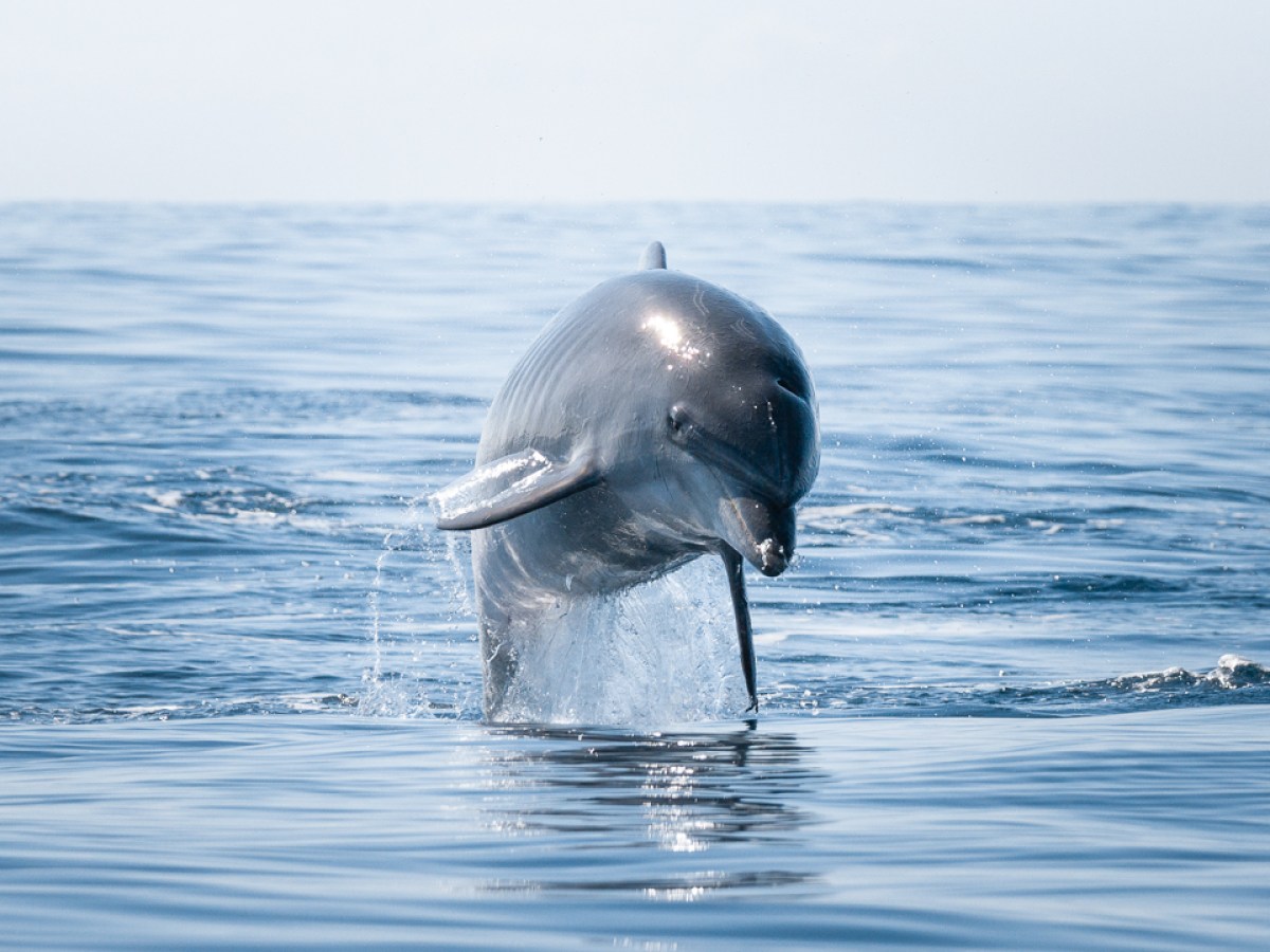 Dolphin leaping out of the water with ocean background on a sunny day.