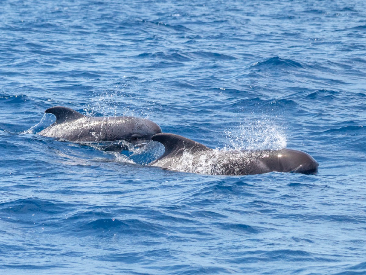 Pod of dolphins swimming and surfacing in the ocean.