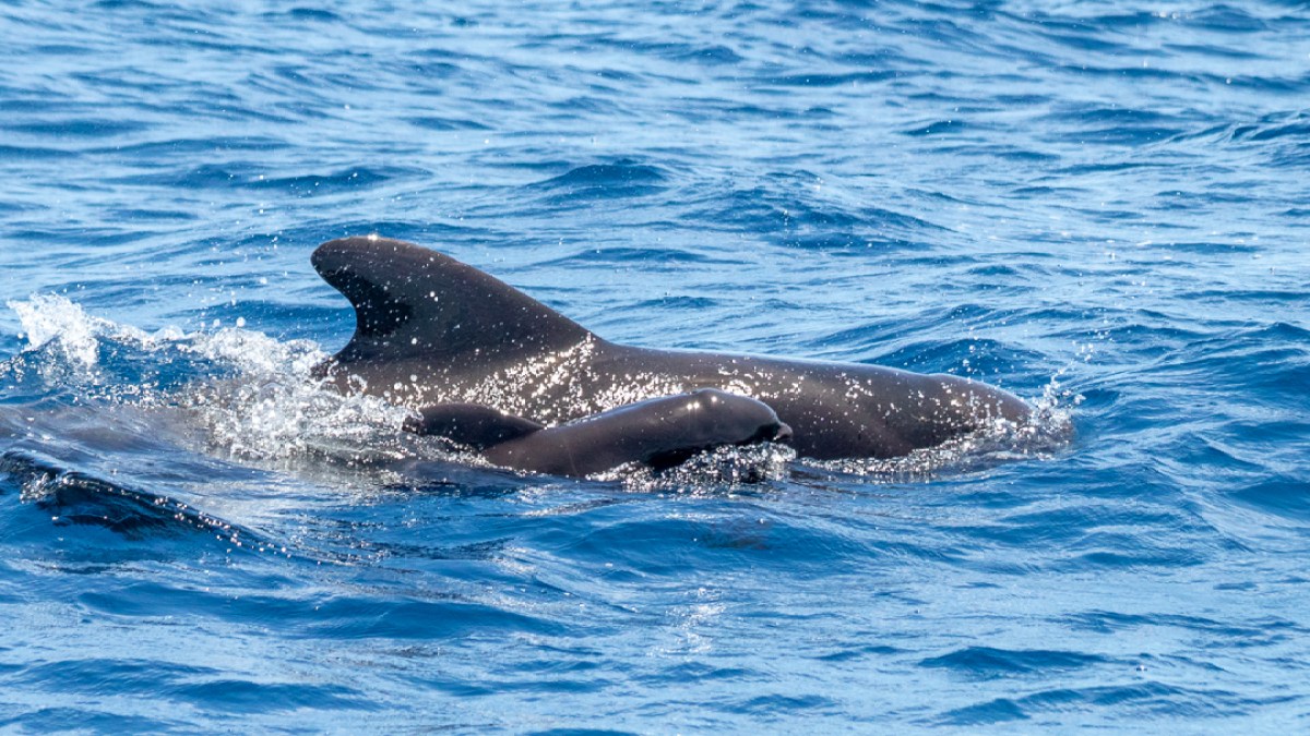Two dolphins swimming in the ocean with fins above the water.