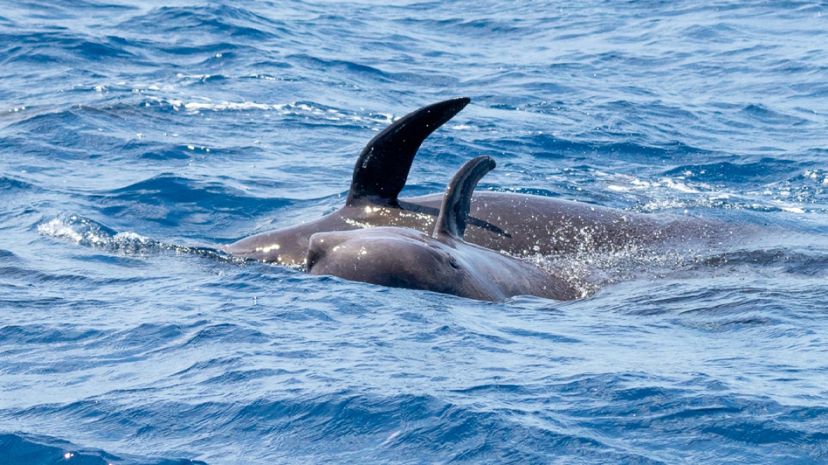 Pair of dolphins swimming in the ocean with dorsal fins visible above water.