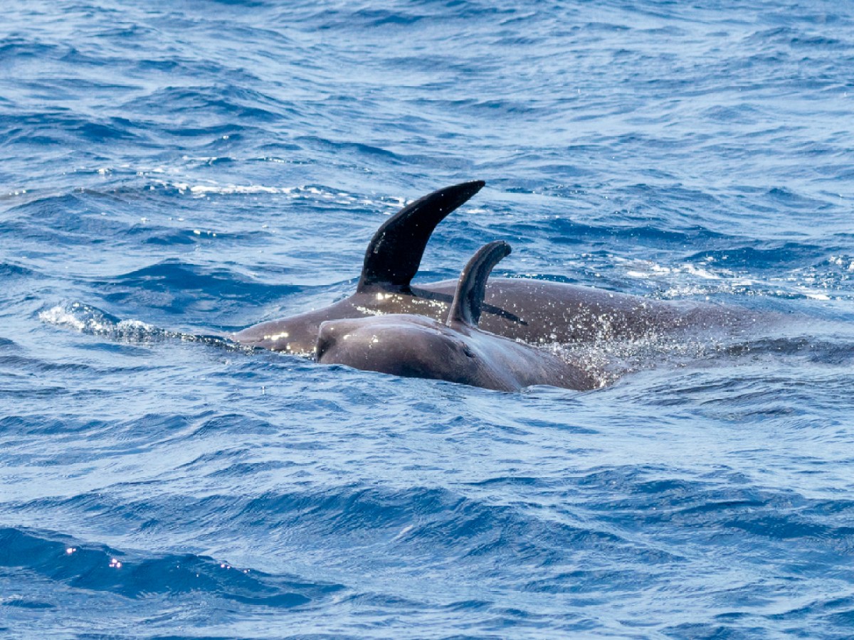 Pair of dolphins swimming in the ocean with dorsal fins visible above water.