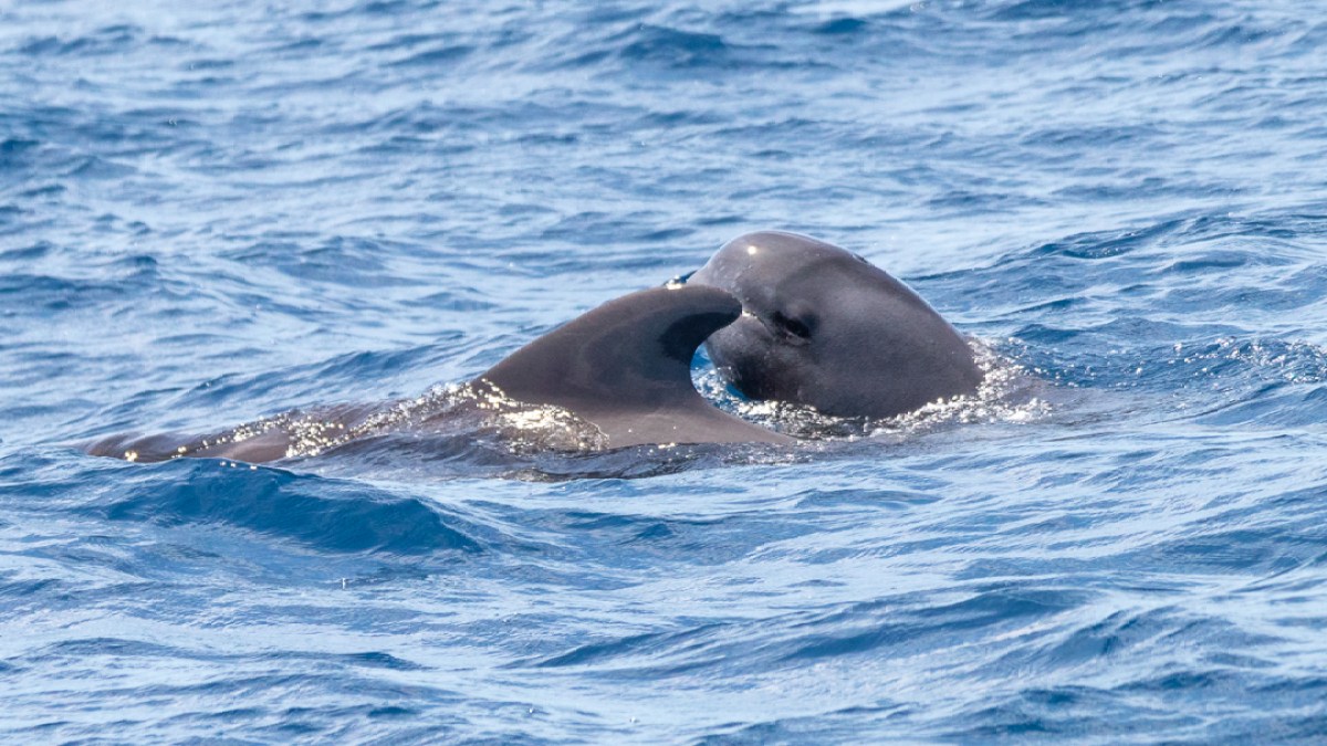 Two pilot whales swimming closely in the ocean, partially submerged in waves.