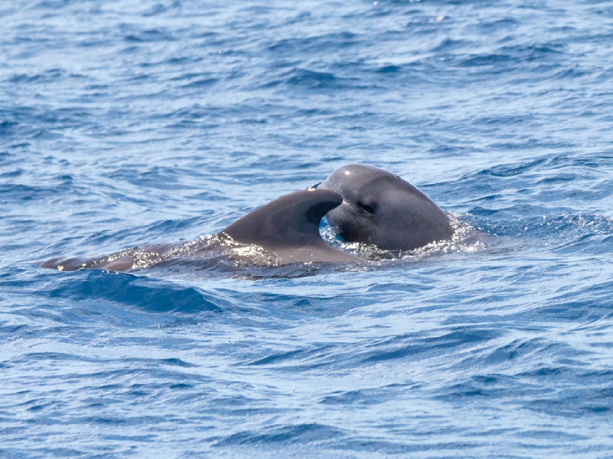 Two pilot whales swimming closely in the ocean, partially submerged in waves.