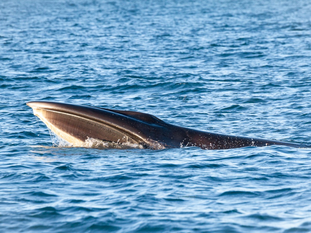 Whale emerging from the water with its mouth open, in a blue sea.