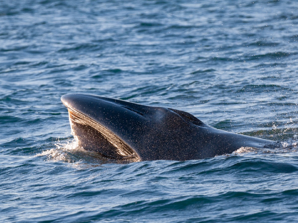 A whale surfacing in the ocean, water glistening on its body, with ripples in the surrounding water.