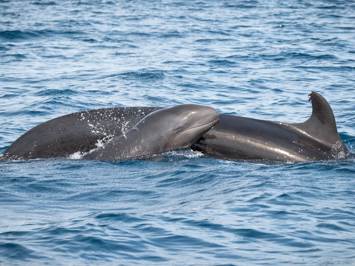 Two pilot whales swimming close together in the ocean.