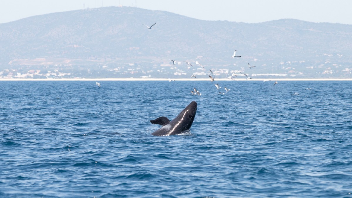 Orca breaching in ocean with seagulls above and distant land in background.