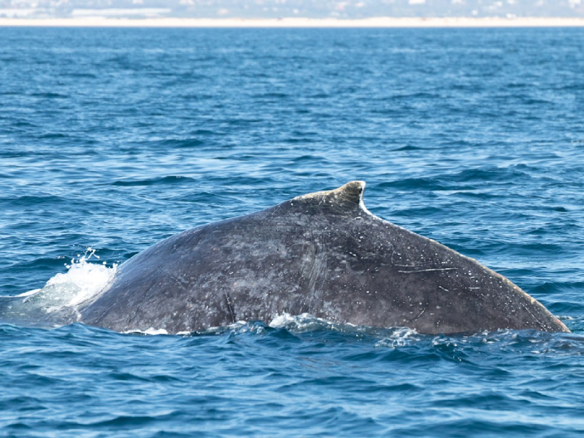 Gray whale surfacing in ocean near coastline.