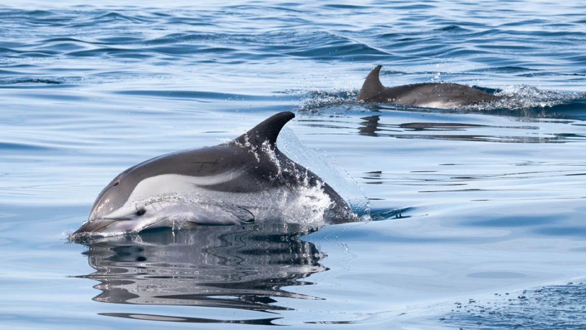 Two dolphins swimming in clear blue water with visible splashes.