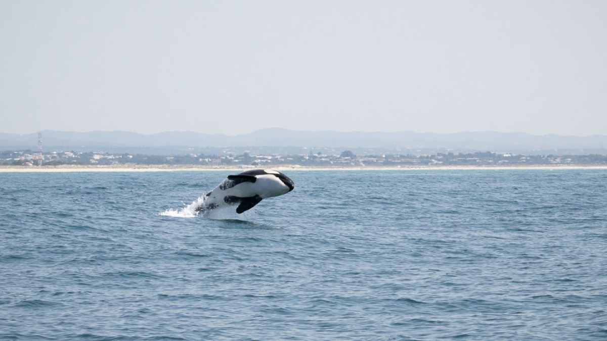 Orca breaching the ocean surface with a distant shoreline in the background.