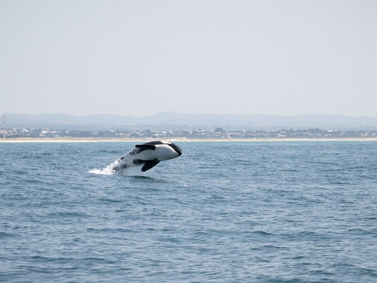 Orca breaching the ocean surface with a distant shoreline in the background.