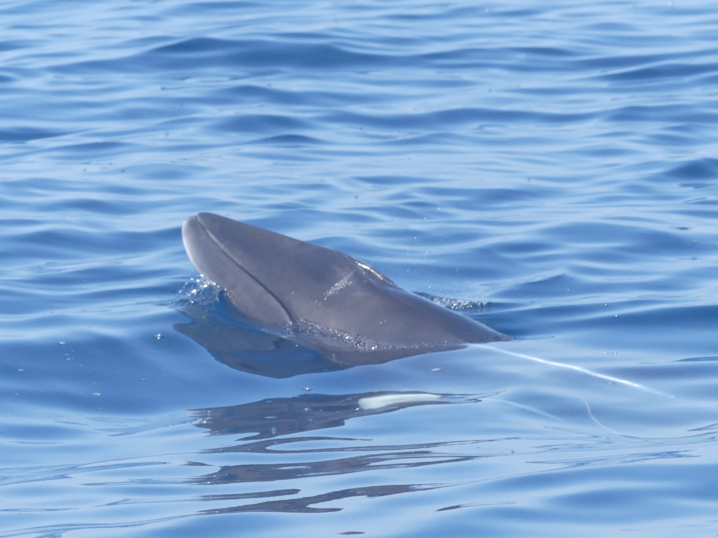 A whale's head partially emerges from the calm blue ocean surface.