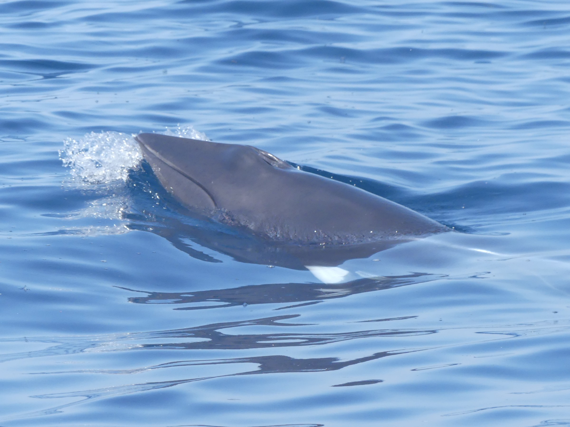 Minke whale surfacing in calm blue waters with visible splash of water.
