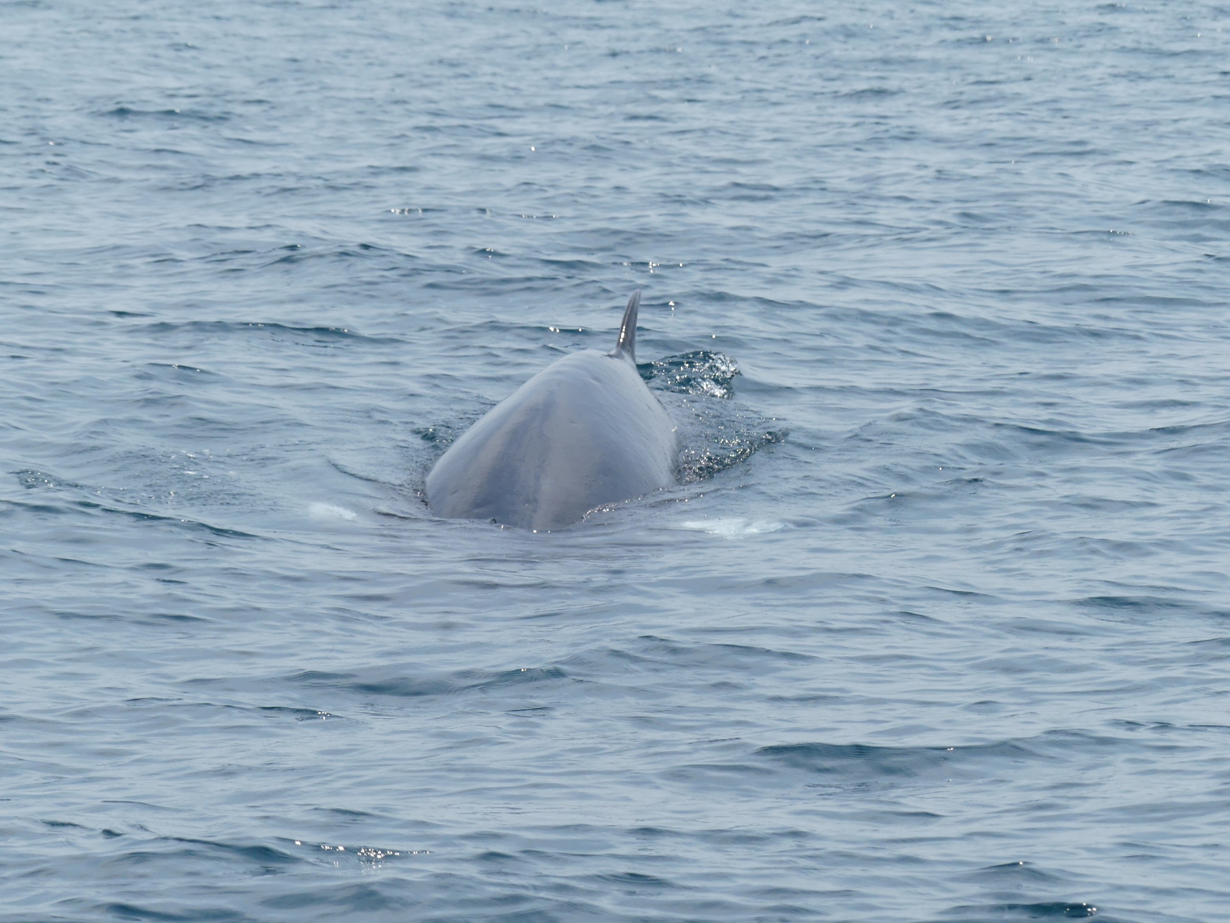 A large whale partially submerged in the ocean, dorsal fin visible above water.