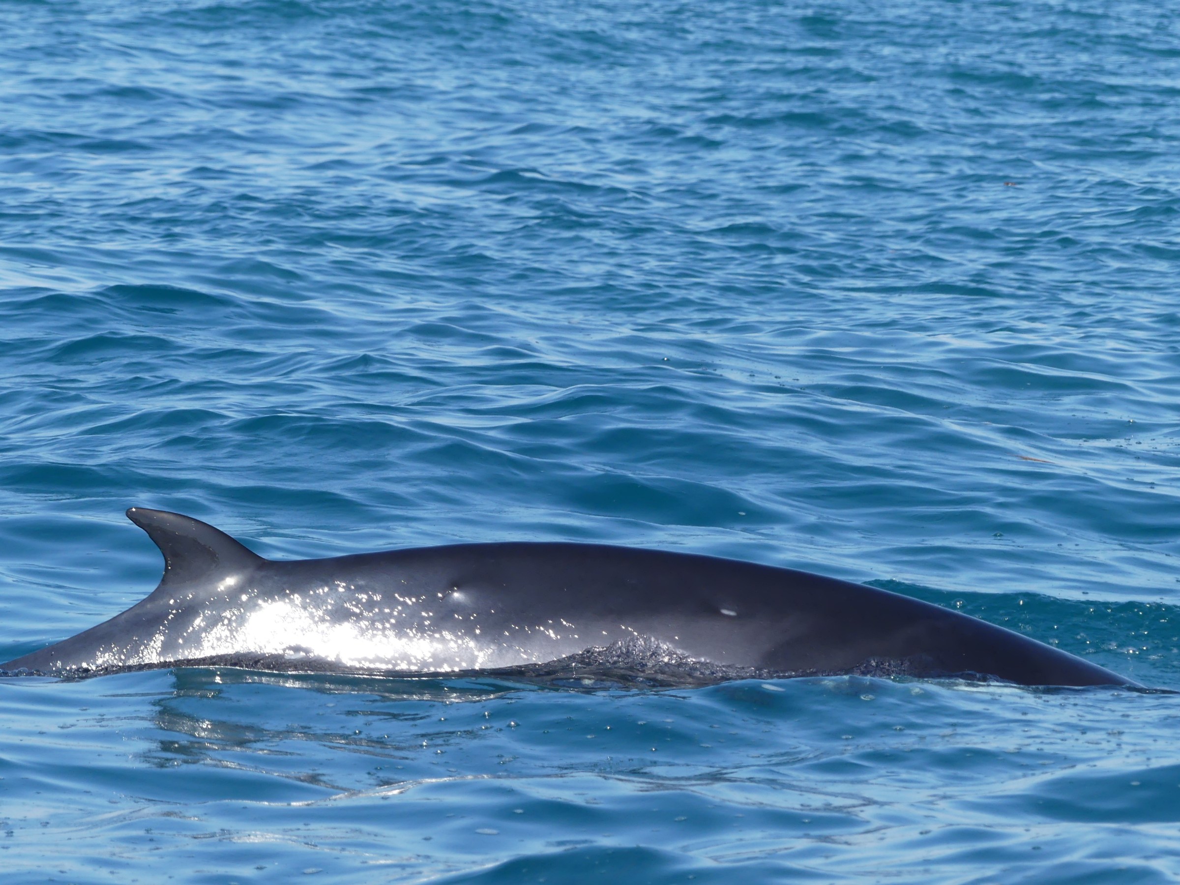 Whale dorsal fin emerging above blue ocean water.