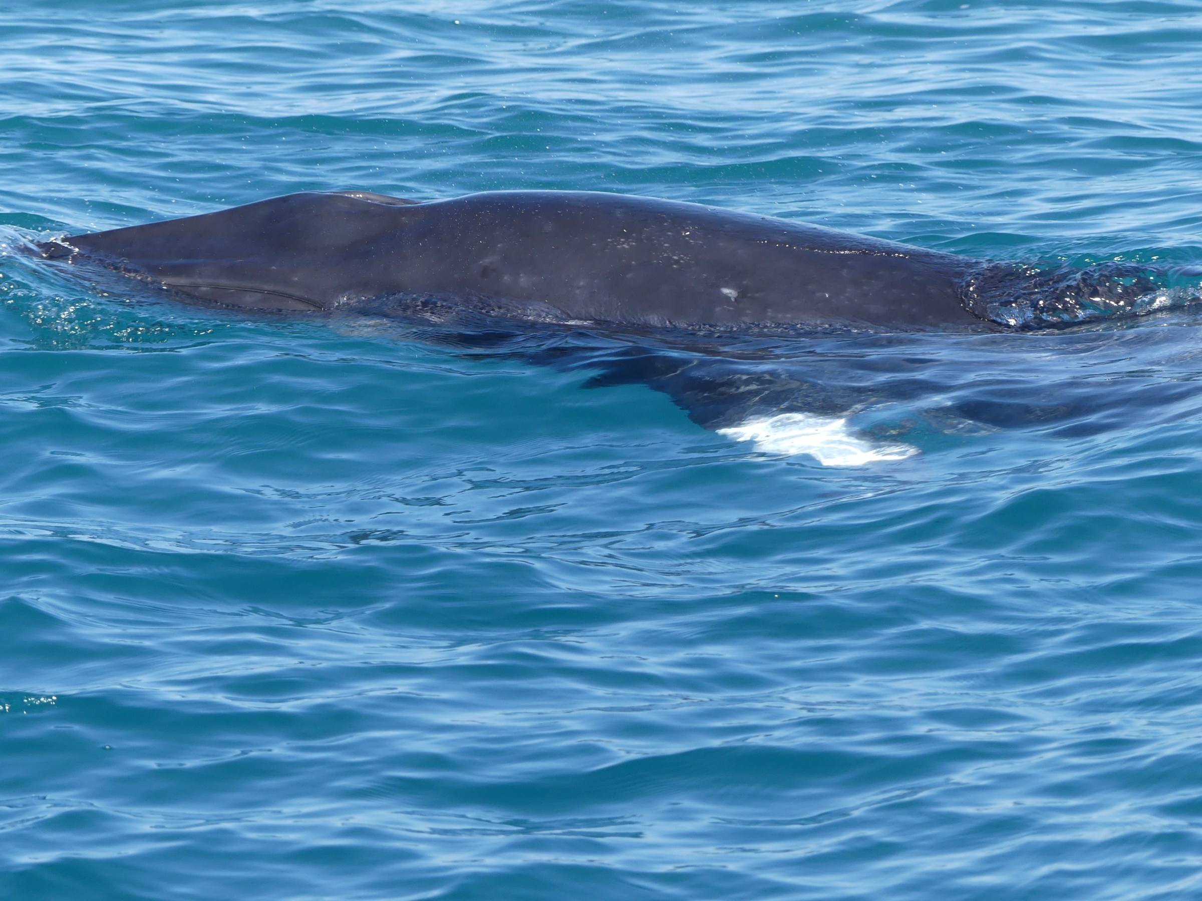 Whale surfacing in blue ocean water with part of its body visible.