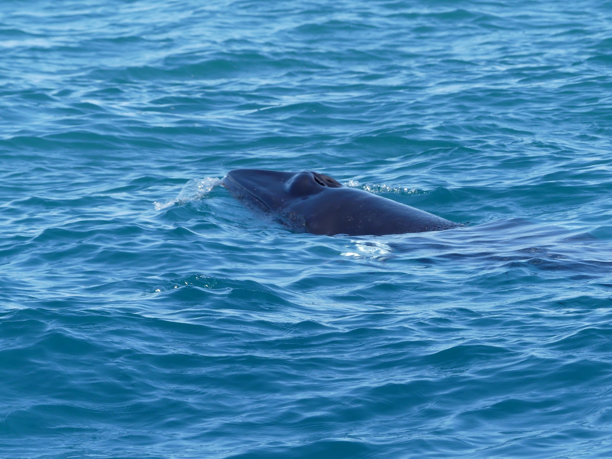 A whale partially submerged in the blue ocean water.