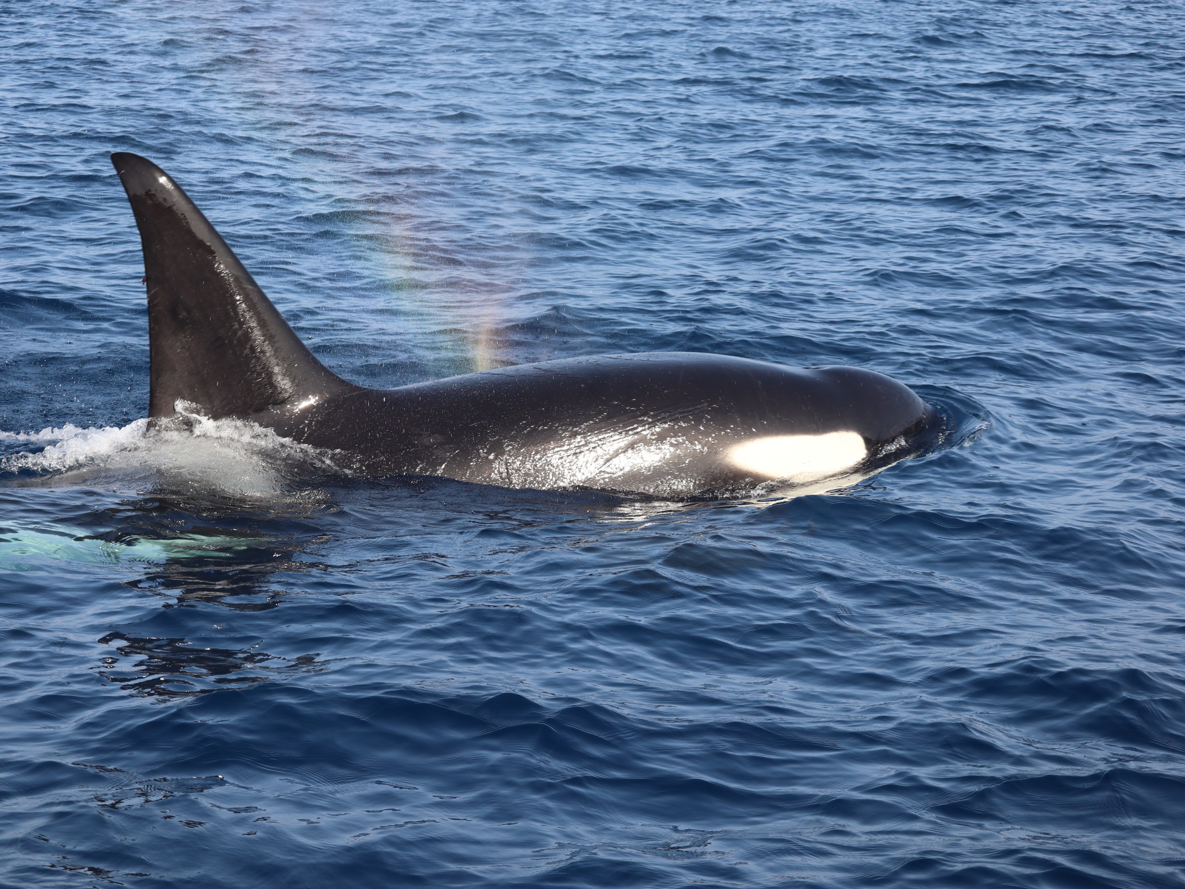 Orca swimming in ocean with a rainbow mist above its dorsal fin.