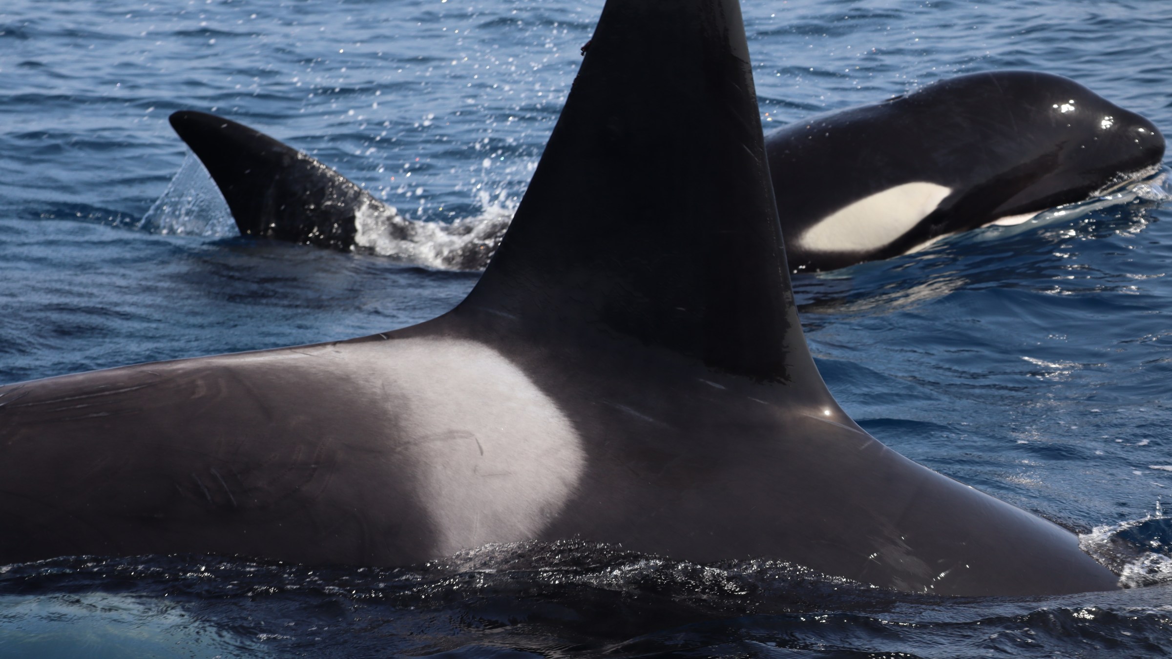 Two orcas swimming close together in the ocean.