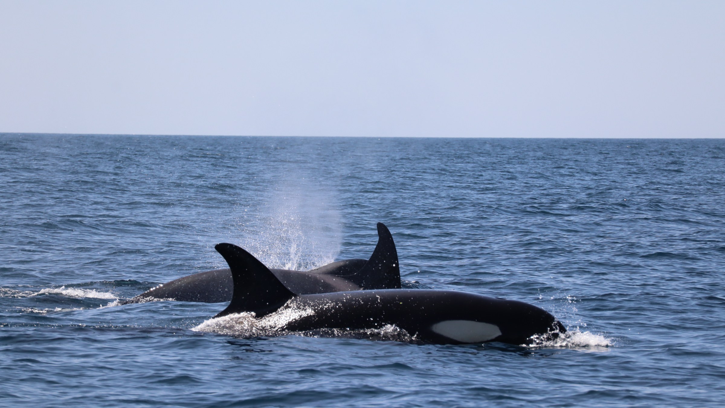 Two orcas swimming in the ocean with dorsal fins visible above water.
