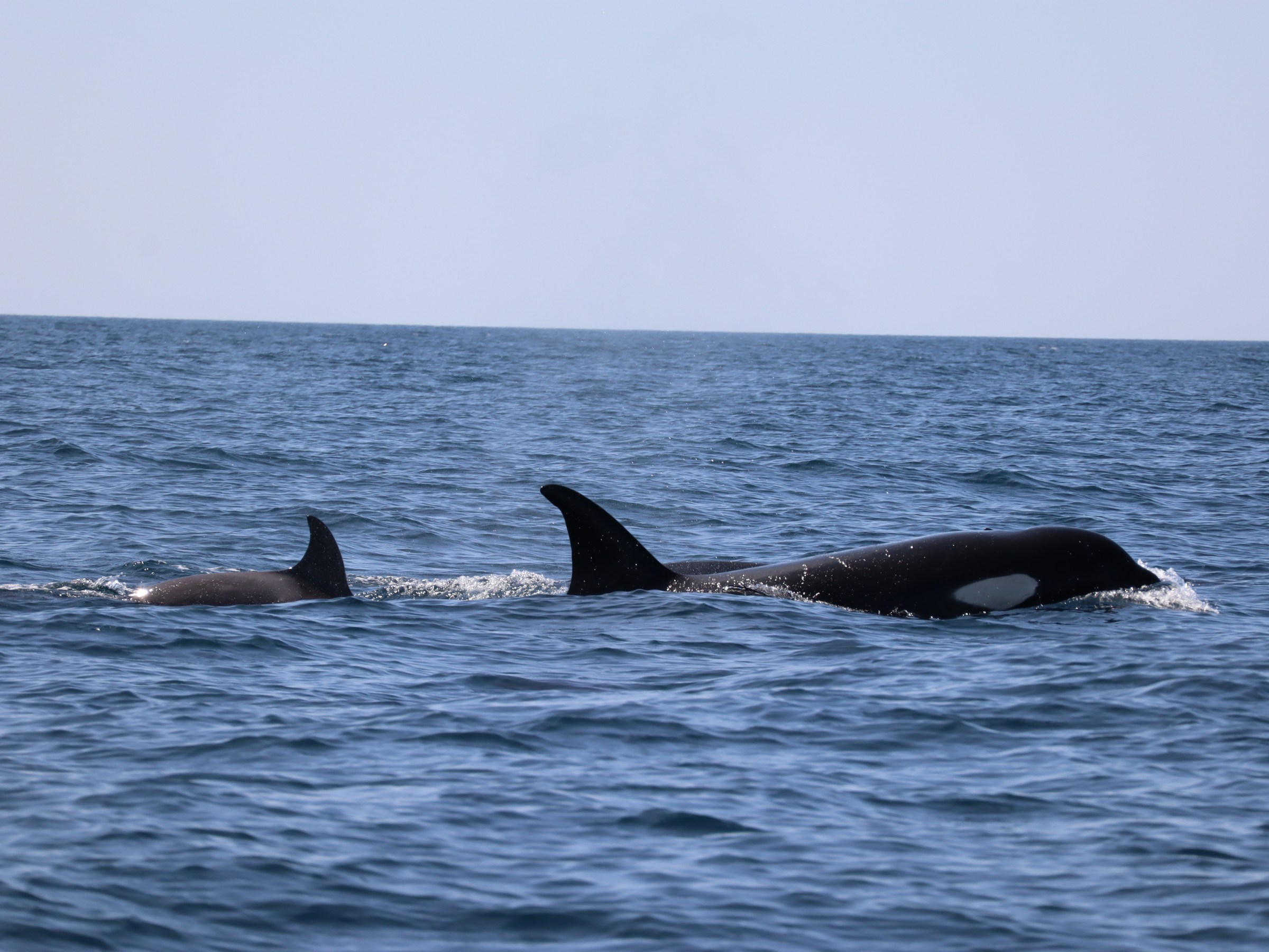 Two orcas swimming in the ocean with dorsal fins above water.