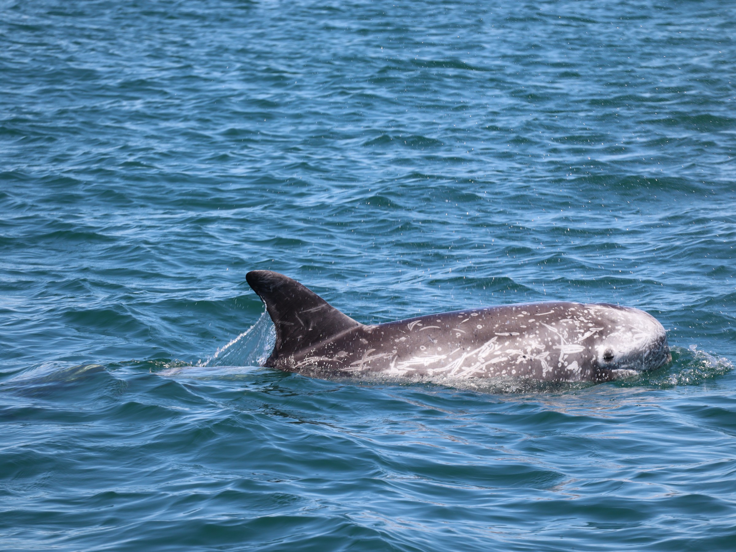 Close-up of a dolphin swimming in blue ocean water.