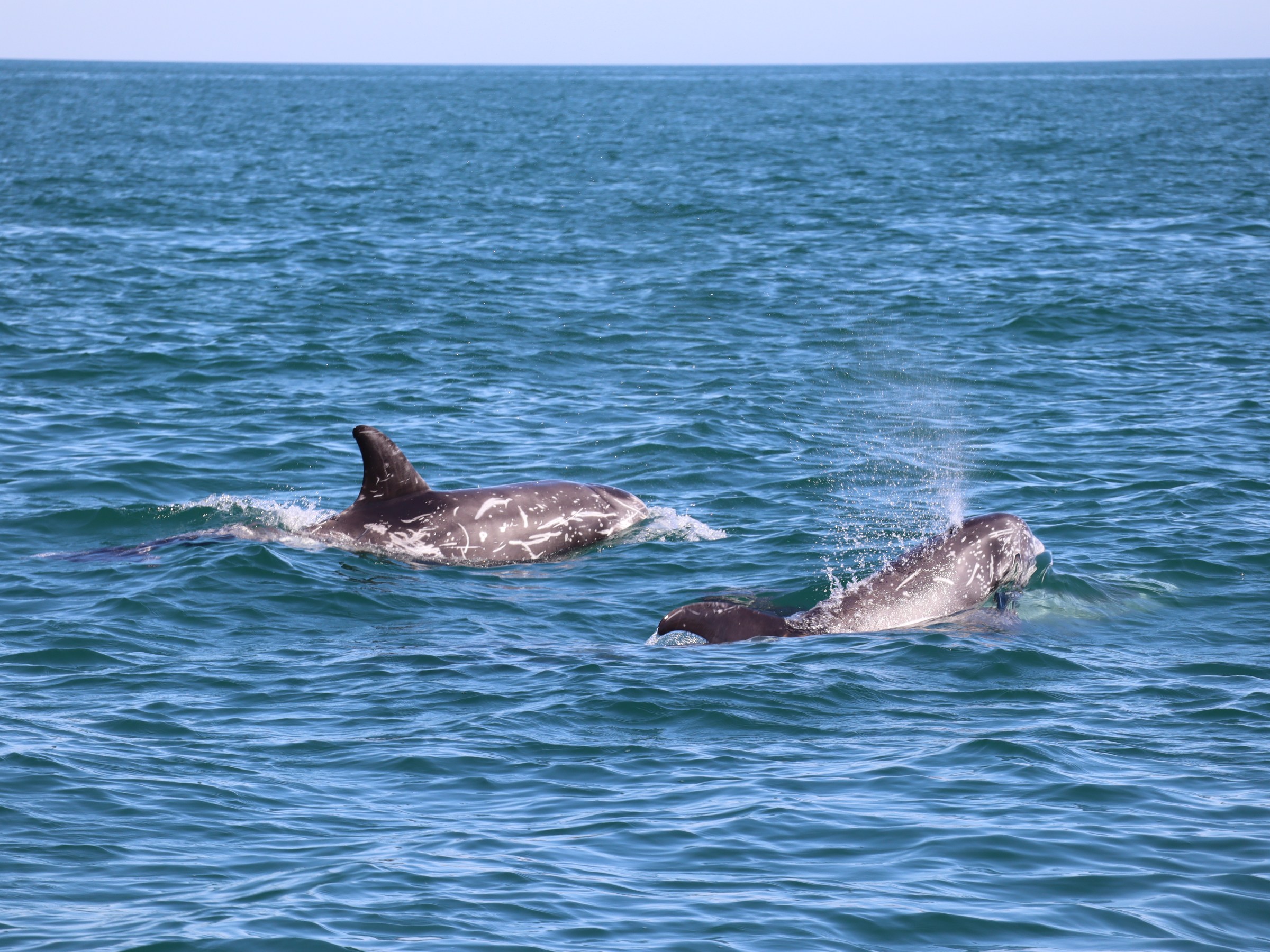 Two dolphins swimming in blue ocean with one spouting water vapor.